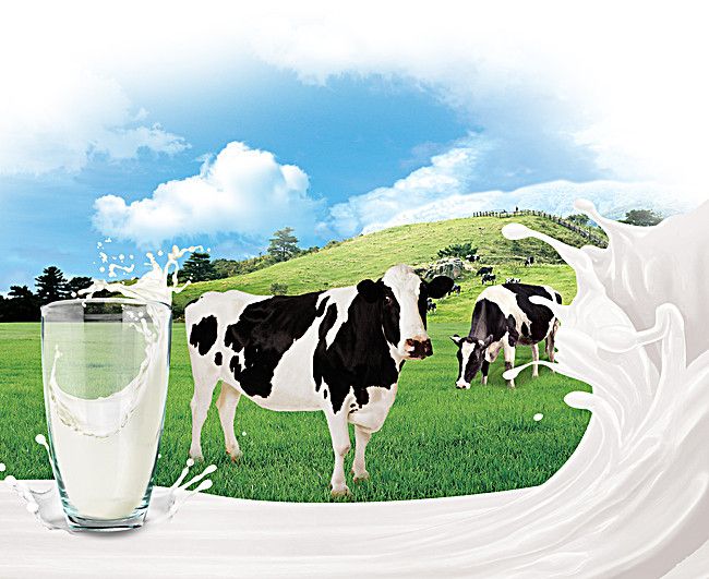 Milk Dairy